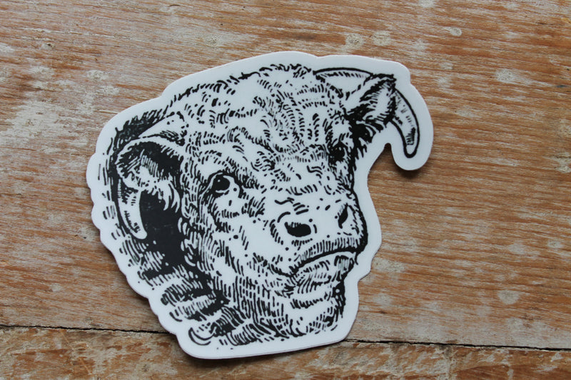 Old Fashioned Horned Hereford Sticker